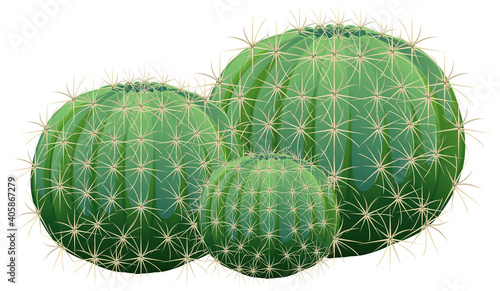 Barrel Cactus isolated on white background