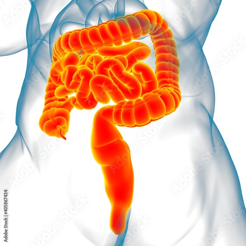 Small and Large Intestine 3D Illustration Human Digestive System Anatomy