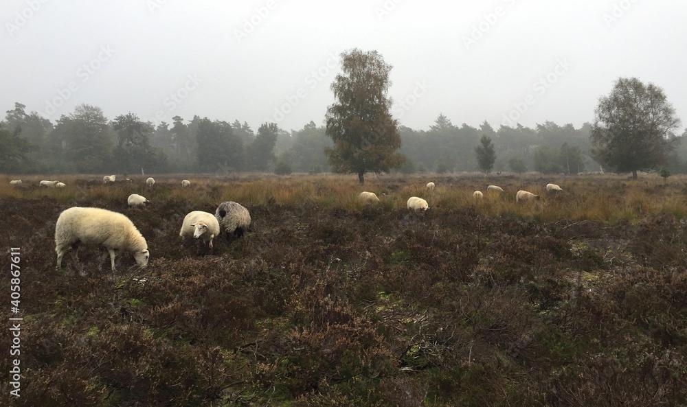 Woods near Amsterdam during lockdown due to covid 19 measurements 2020 Woods near Amsterdam during lockdown due to covid 19 measurements 2020
