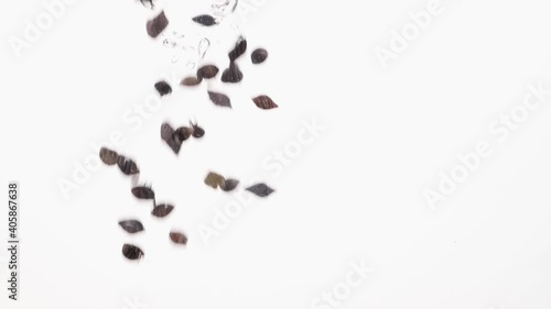 Sea shells fall in water in an aquarium on white background, objects into liquid.