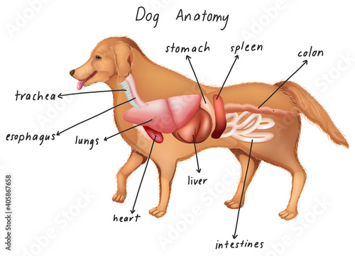 Anatomy of a dog
