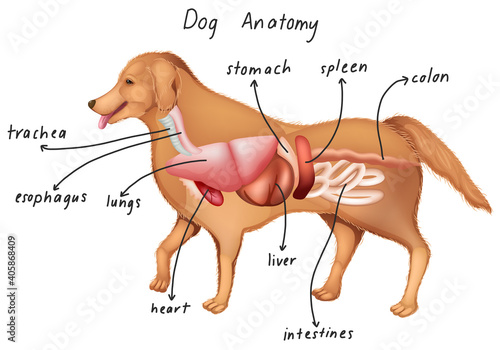 Anatomy of a dog