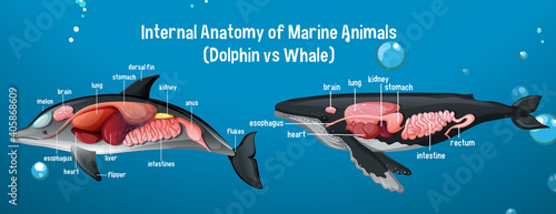 Internal Anatomy of Marine Animals (Dolphin vs Whale) photo