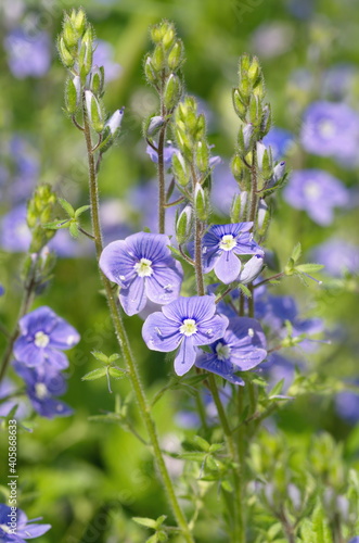 Flowering Veronica chamaedrys in a meadow close-up