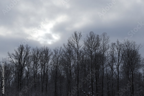 Krajobraz zimowy leśny drzewa