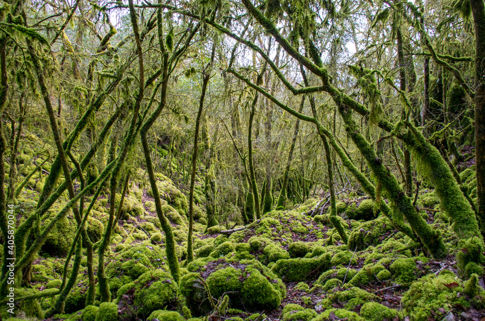 Fototapeta premium Forêt humide