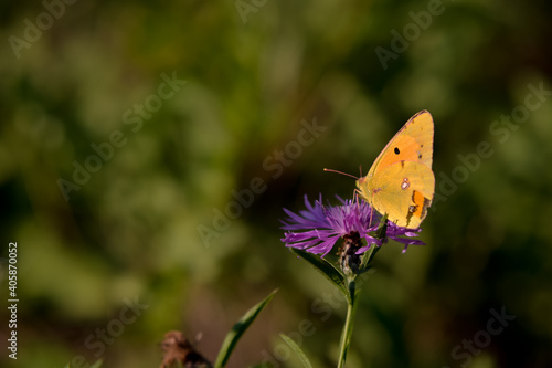 an yellow butterfly sitting on purple flower on sunny day during summer © badescu