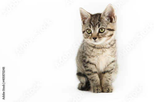 Little tabby (European Shorthair) kitten isolated on white background.