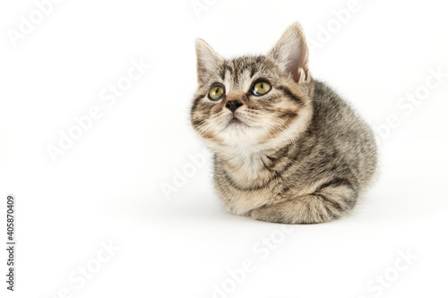 Little tabby (European Shorthair) kitten isolated on white background. © Xebeche