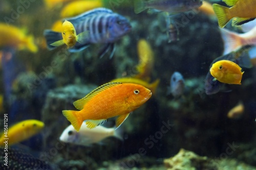 aggressive mbuna cichlids from African Rift lake Malawi, different age and color mix in community aquarium, beauty of nature, low light style aquadesign