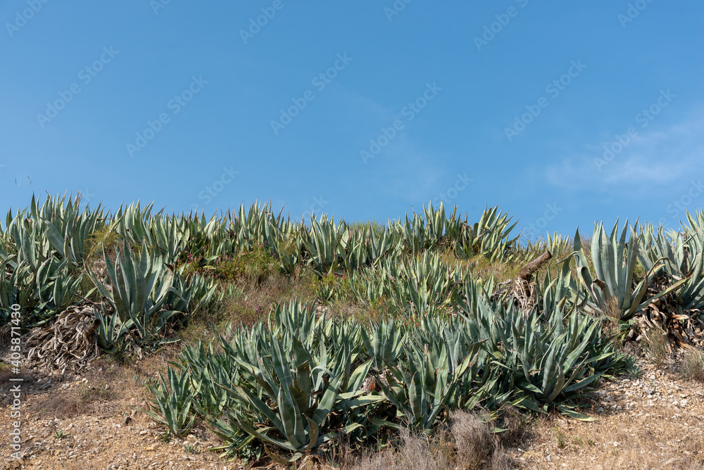 Wild agave plants growing on a hill, desert vegetation, pointy plants Wild agave plants growing on a hill, desert vegetation, pointy plants