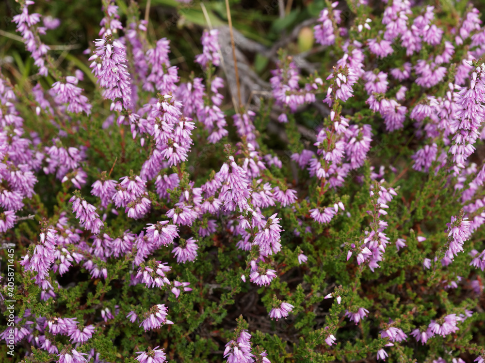 Calluna vulgaris allegro ou bruyère sauvage aux fleurs roses pâle à rose foncé Calluna vulgaris allegro ou bruyère sauvage aux fleurs roses pâle à rose foncé