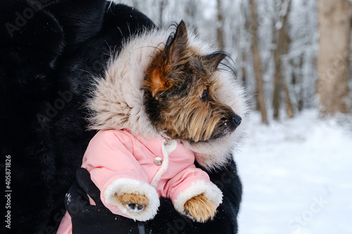 Unrecognized woman holds her dressed dog in her arms in winter outdoors on walk. Pet care concept.  photo