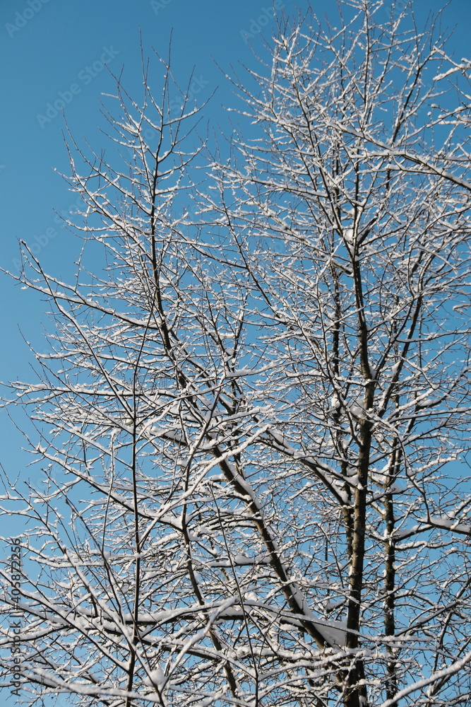Beautiful nature of the North, natural landscape with large trees in frosty winter Beautiful nature of the North, natural landscape with large trees in frosty winter