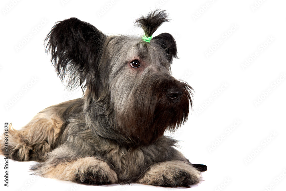 Skye Terrier dog sitting and looking at the camera on white