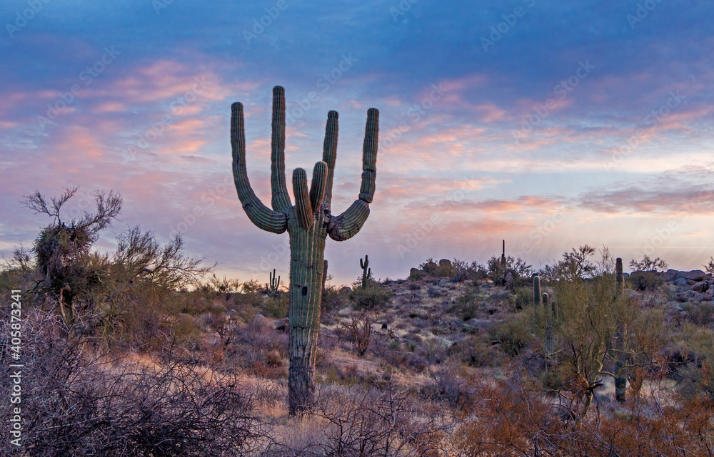 Lone Cactus At Dusk Time in Desert