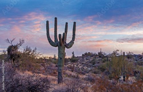 Lone Cactus At Dusk Time in Desert