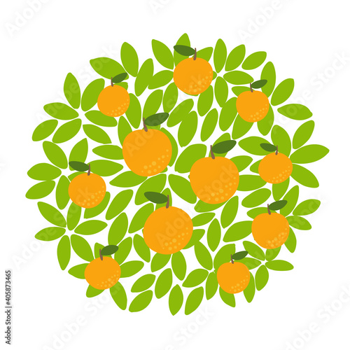 Orange fruits tree. Against the round background of the crown and leaves. Orchard garden harvest. Vector.
