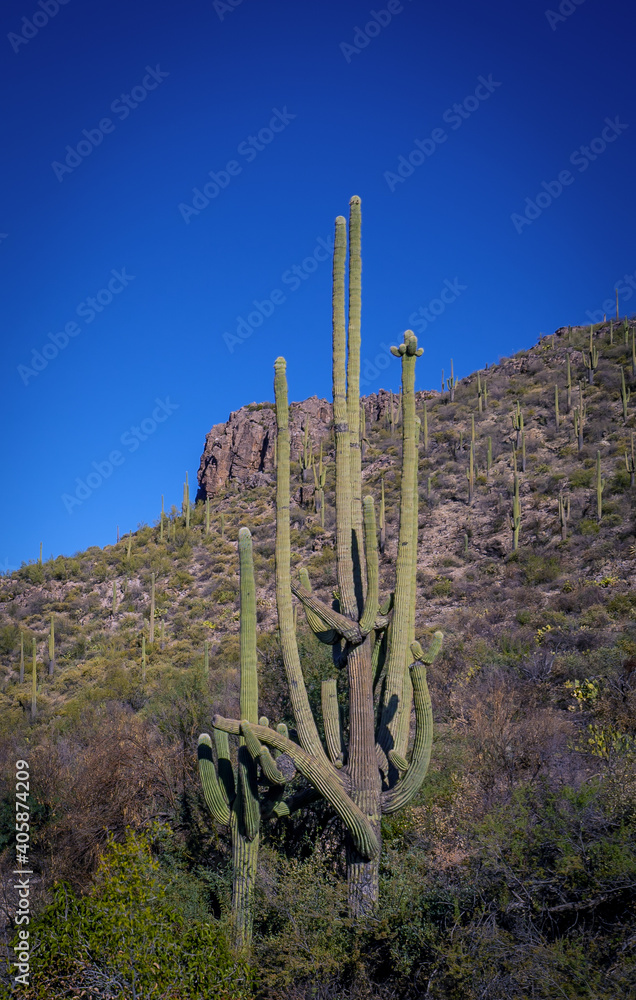 Nice Saguaro