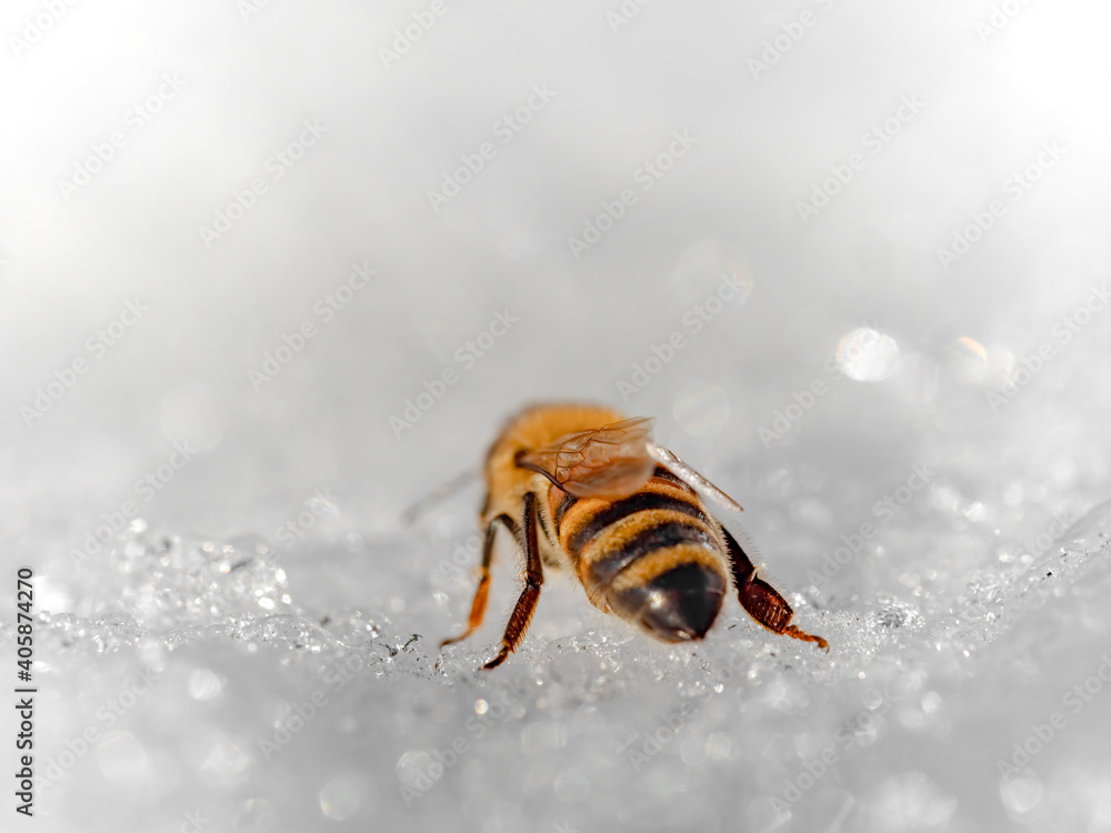 Biene versucht im Winter Wasser zu sammeln Rückansicht Biene versucht im Winter Wasser zu sammeln Rückansicht