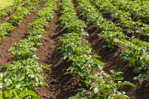 Rows of potatoes in field. Green lush foliage of potatoes on a farm field.