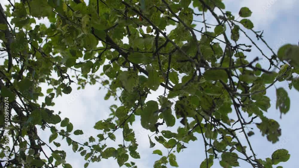 Low angle view of apple tree and two apples falling from it. Grey sky is on background. Low angle view of apple tree and two apples falling from it. Grey sky is on background.