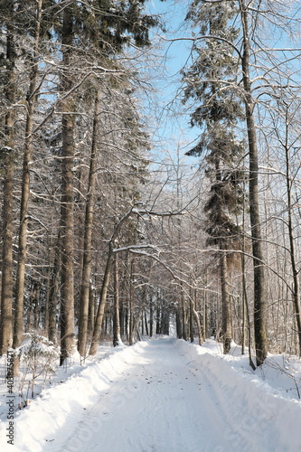 Wallpaper Mural Beautiful nature of the North, natural landscape with large trees in frosty winter Torontodigital.ca
