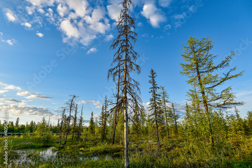 trees in the forest