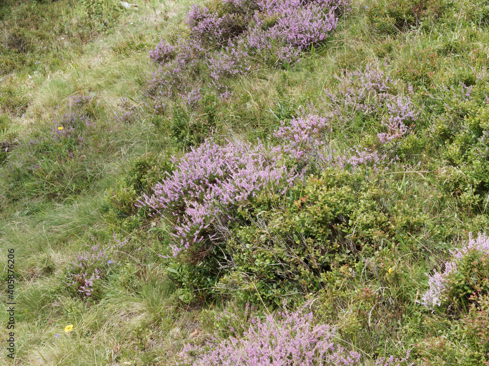 (Calluna vulgaris) Tapis de Bruyère sauvage ou callune rose recouvrant les pentes et pâturages de Forêt-Noire en Allemagne (Calluna vulgaris) Tapis de Bruyère sauvage ou callune rose recouvrant les pentes et pâturages de Forêt-Noire en Allemagne