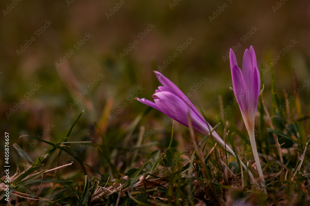 the crocus bloomed in the meadow. Colchicum autumnale purple wild flower in sunlight the crocus bloomed in the meadow. Colchicum autumnale purple wild flower in sunlight
