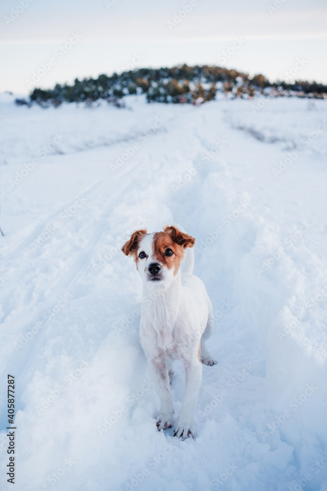cute jack russell dog in snowy mountain at sunset. Pets in nature, winter season cute jack russell dog in snowy mountain at sunset. Pets in nature, winter season