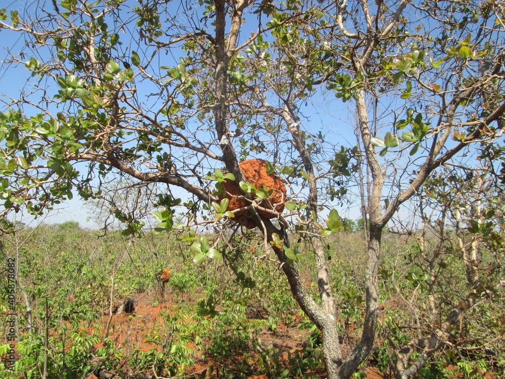 Fototapeta premium red apple tree in autumn