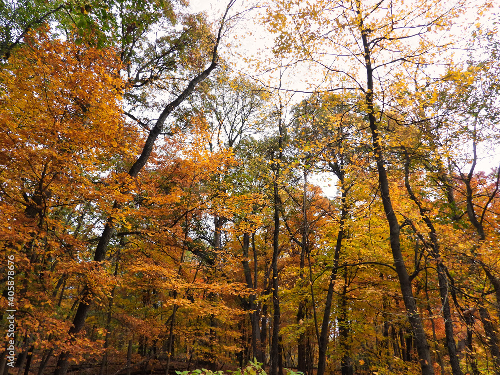 Autumn in the Forest: Various species of trees with brilliant fall leaves in various colors of red, orange, yellow, brow and green on a nice autumn day Autumn in the Forest: Various species of trees with brilliant fall leaves in various colors of red, orange, yellow, brow and green on a nice autumn day