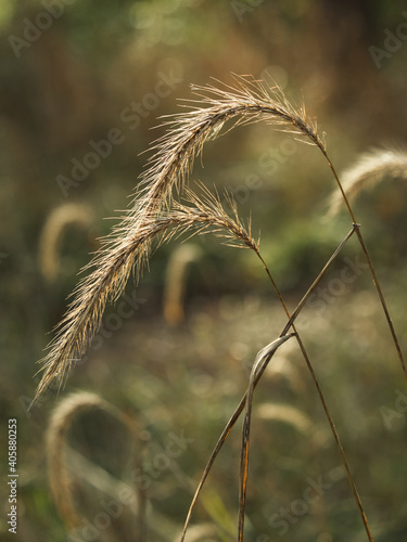 Foto Closeup shot of sedges