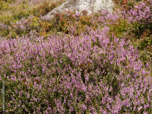 Obraz na plátně Calluna vulgaris allegro ou bruyère sauvage aux fleurs rose pâle à rose foncé