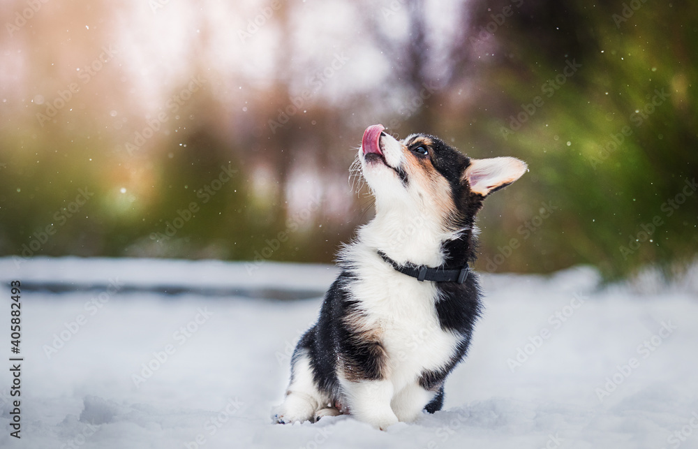 welsh corgi puppy in winter