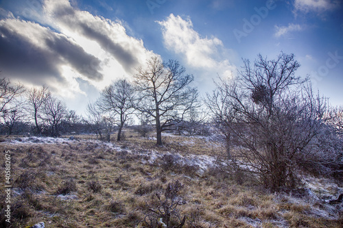 Wallpaper Mural Kein Schnee nur raureif auf den bäumen Torontodigital.ca