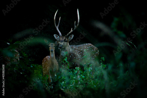 The spotted deer pair