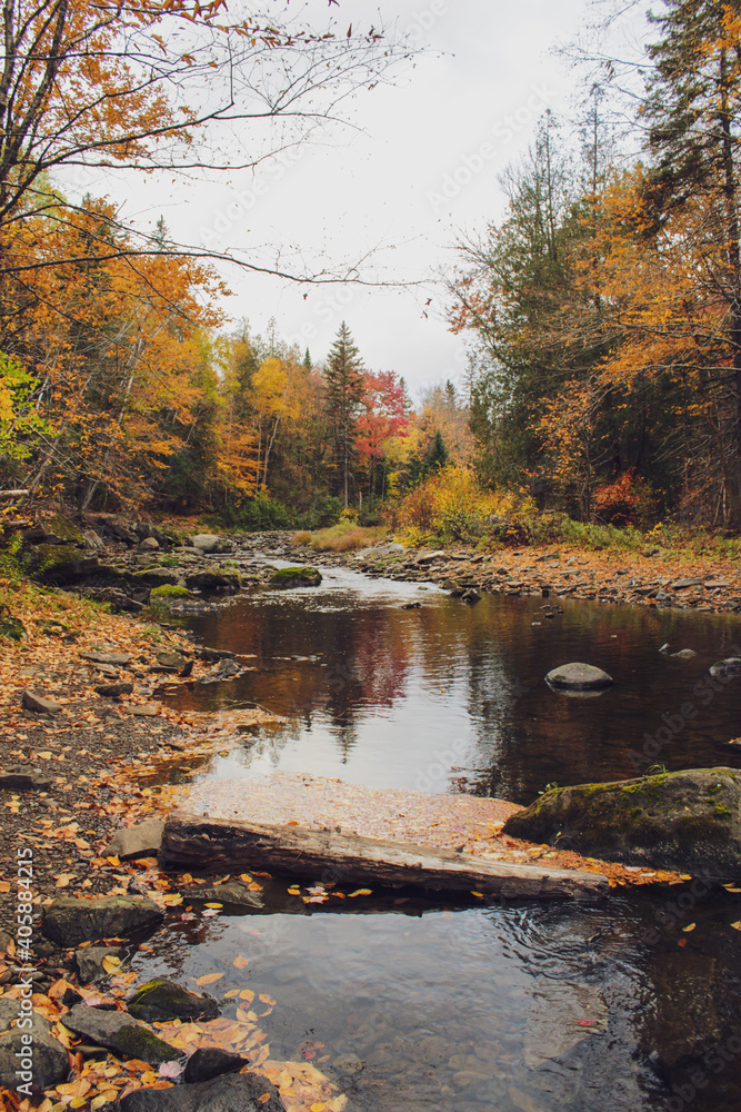Fototapeta premium autumn in the forest