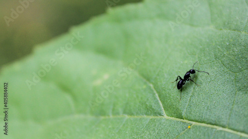 ant on leaf © Sarah