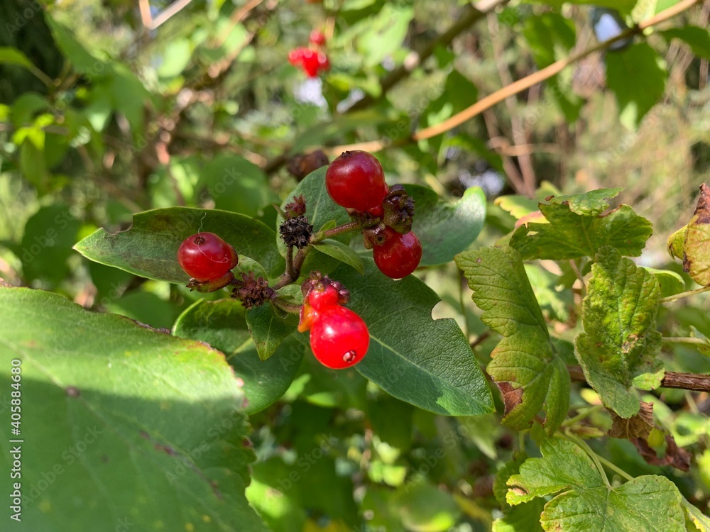 johanisbeeren johanisbeeren