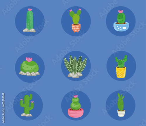 bundle of nine cactus plants set icons vector illustration design