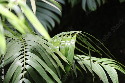 gotas de agua sobre las hojas de las plantas