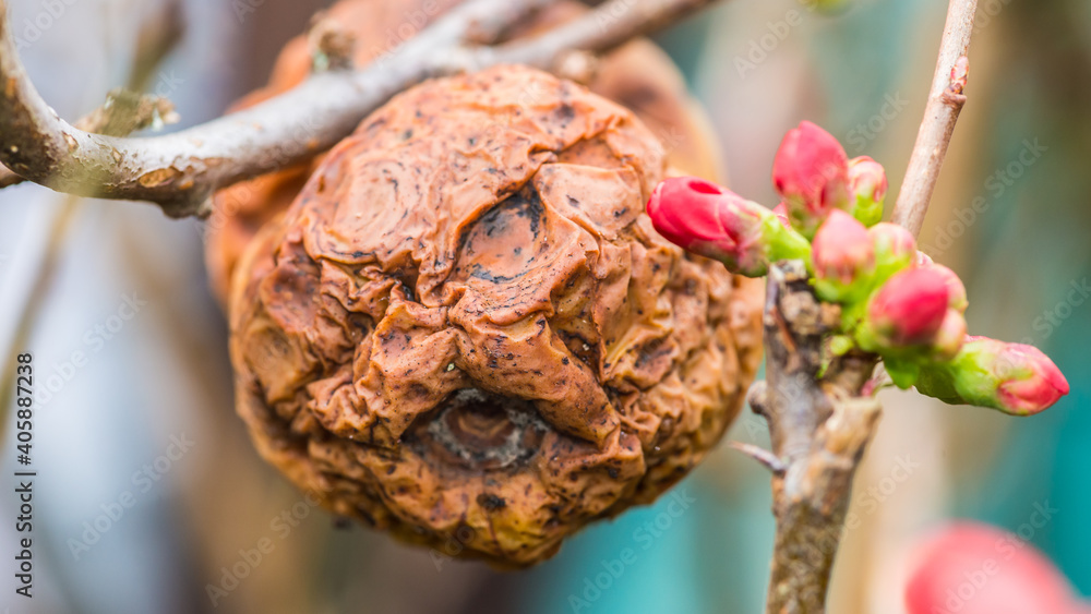 Decaying Quince
