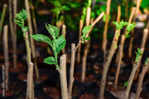 The young leaves of the mulberry tree that have split from the cuttings Which is propagation in cultivation photo