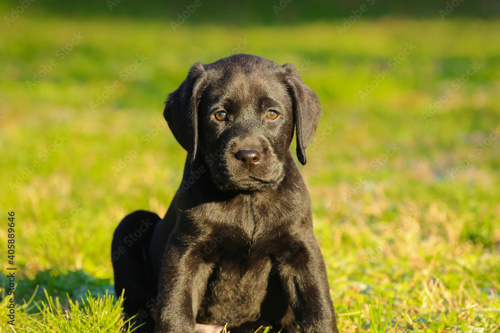 Black Labrador puppy on the grass. happy dog sitting in the park Black Labrador puppy on the grass. happy dog sitting in the park