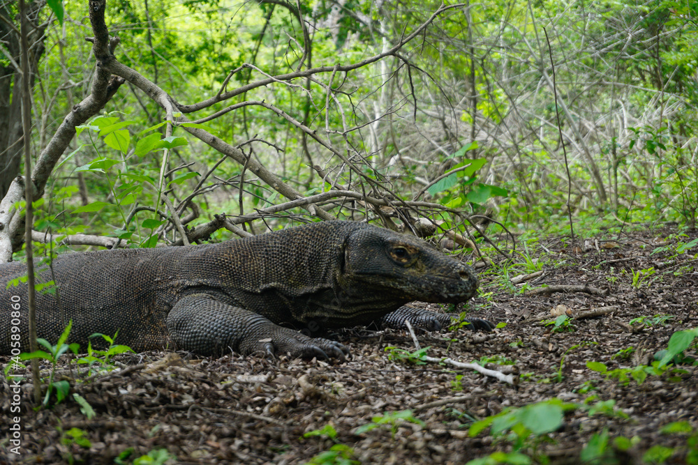 Komodo dragon in Komodo National Park on Rinca Island in Indonesia Komodo dragon in Komodo National Park on Rinca Island in Indonesia