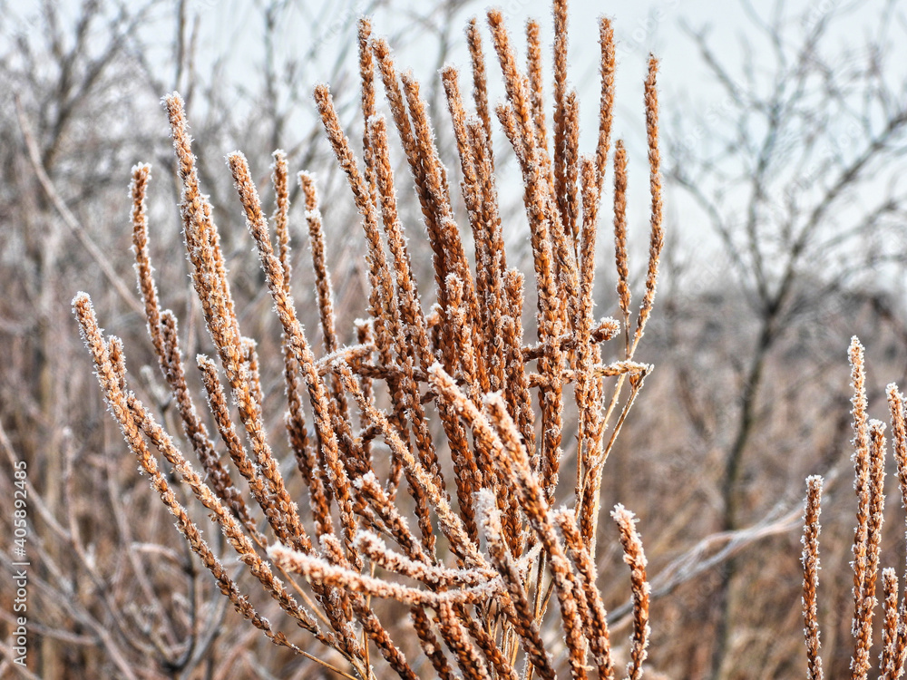 Fototapeta premium Reeds in the Snow: Frost forms on these brown reeds in a field on an early winter morning forming soft ice crystals against the brown reed