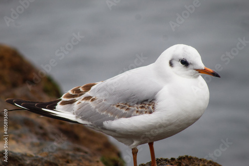 seagulls by the sea. Black Sea.