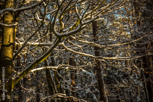 älzer Wald - Winter Wanderung - Weltachs bis Mölschbach